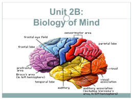 Frontal lobes