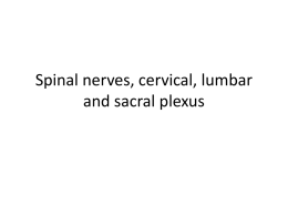 Spinal nerves, cervical, lumbar and sacral plexus
