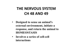 THE NERVOUS SYSTEM CH 48 AND 49