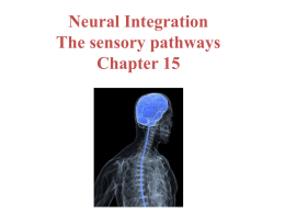 Somato-sensory pathways