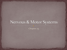 Nervous System and Senses