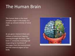Human Brain ppt85a1x