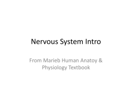 REVIEW OF Nervous system anatomy File