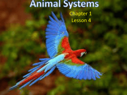 Animal Systems