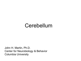Cerebellum - Columbia University