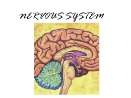 MSI - NERVOUS SYSTEM