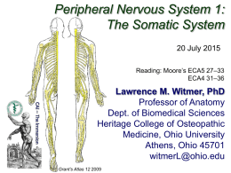 nerve - Ohio University