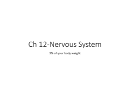 Nervous System - North Mac Schools