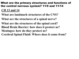 What are the structures of a spinal nerve?