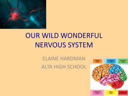 our wild wonderful nervous system