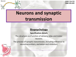 The role of the Central Nervous System and Neurotransmitters in