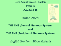 What is the nervous system?