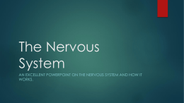 The Nervous System - History with Mr. Bayne