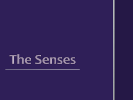 The Senses - MsTrettensClasses