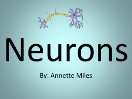 Neurons_PowerPointsx