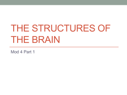 The Structures of the Brain