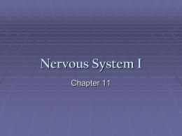 Nervous System I