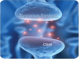 Nervous System - Ms. McQuades Biology Connection