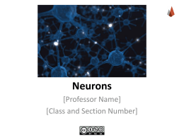 Neurons - NOBA Project
