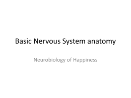Some basic Nervous System anatomy