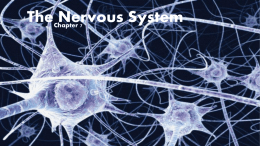 The Nervous System - Castle High School