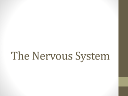 The Nervous System - Thomas C. Cario Middle School