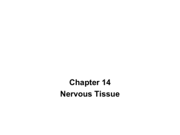 Chapter 14-Nervous Tissuex