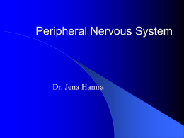 Peripheral Nervous System - e