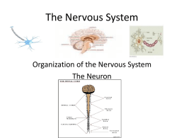 The_Nervous_Systemx