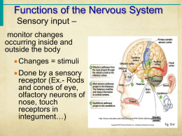 Chapter 7 The Nervous System Central Nervous