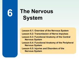 Functional Anatomy of the Peripheral Nervous System