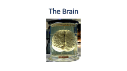 The Brain - sfile.f