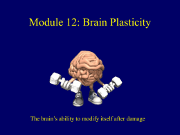 Module 12: Brain Plasticity