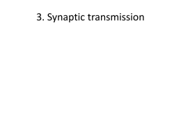 Lecture 3: Synaptic Transmission