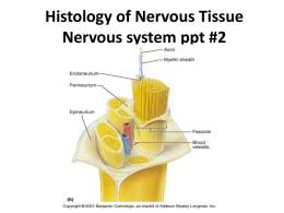 Histology of Nervous Tissue Nervous system ppt #2