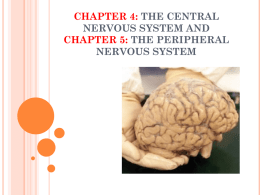 Chapter 4: The Central Nervous System