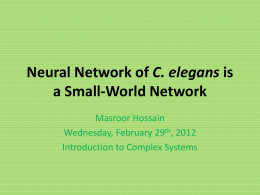 Neural Network of C. elegans is a Small