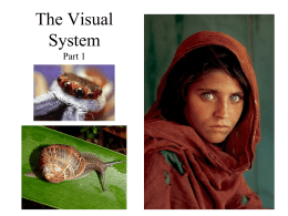 Visual System Powerpont file for students