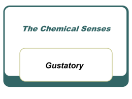The Chemical Senses