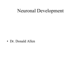 Neuronal_Development_PT_#2_2016x