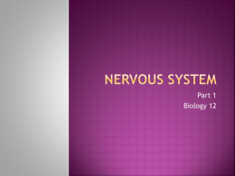 Nervous System - hrsbstaff.ednet.ns.ca