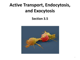 Active Transport, Endocytosis, and Exocytosis