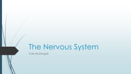 The Nervous System - Local