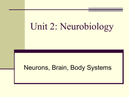 Unit 2: Neurobiology