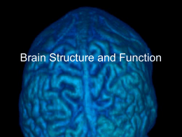 Brain Structure - Updated 14