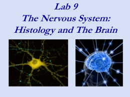 Biol 203 Lab Week 10 Nervous System Histology