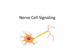 Nerve Cell Signaling - Mr. Moore`s Web Page