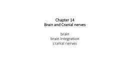 CH 14 brain cranial nerves shortened for test 4 A and P 2016