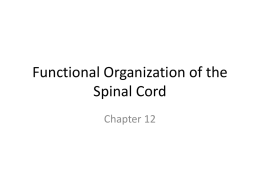 Functional Organization of the Spinal Cord