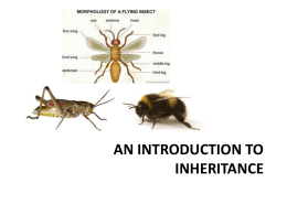 10-Minute Inheritance Lecture